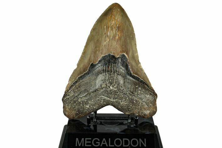 Fossil Megalodon Tooth - Huge NC Meg #328313